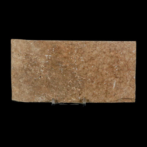 XL 4" Diplomystus Dentatus Fossil Fish Green River FM WY Eocene Age COA, Stand