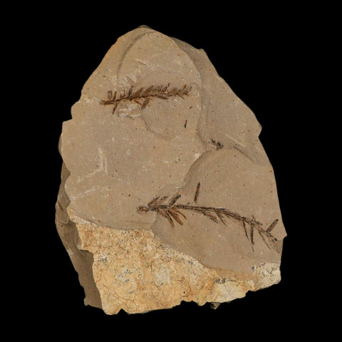 Two 2 Detailed Fossil Plant Leafs Metasequoia Dawn Redwood Oligocene Age MT COA - Fossil Age Minerals