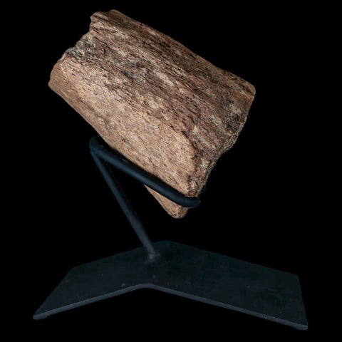 5" Triceratops Fossil Horn Section Lance Creek FM Cretaceous Dinosaur WY COA - Fossil Age Minerals