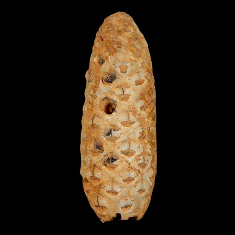 XL 2.2" Fossil Pine Cone Equicalastrobus Replaced By Agate Eocene Age Seeds Fruit - Fossil Age Minerals