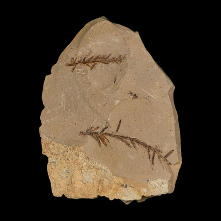 Two 2 Detailed Fossil Plant Leafs Metasequoia Dawn Redwood Oligocene Age MT COA