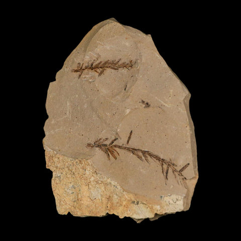 Two 2 Detailed Fossil Plant Leafs Metasequoia Dawn Redwood Oligocene Age MT COA - Fossil Age Minerals