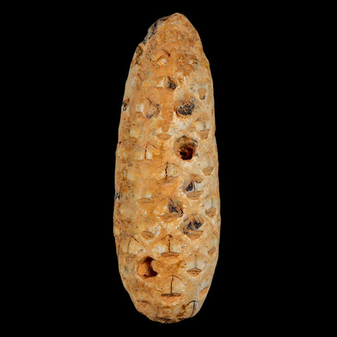 XL 2.2" Fossil Pine Cone Equicalastrobus Replaced By Agate Eocene Age Seeds Fruit - Fossil Age Minerals