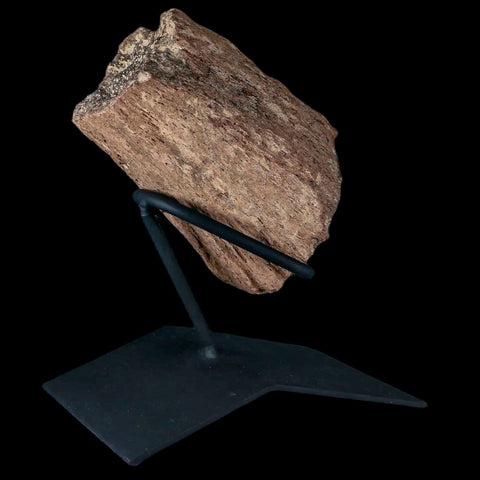 5" Triceratops Fossil Horn Section Lance Creek FM Cretaceous Dinosaur WY COA - Fossil Age Minerals