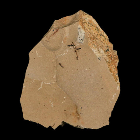 Two 2 Detailed Fossil Plant Leafs Metasequoia Dawn Redwood Oligocene Age MT COA - Fossil Age Minerals