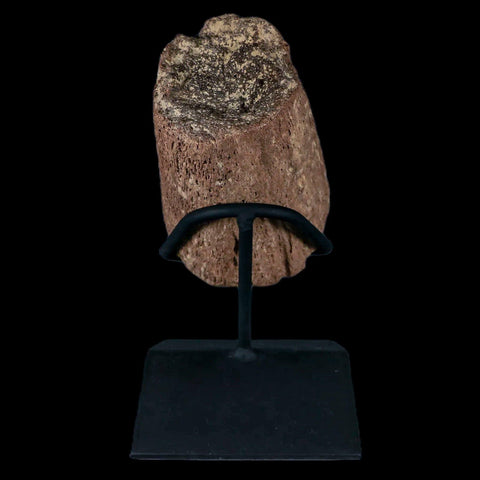 5" Triceratops Fossil Horn Section Lance Creek FM Cretaceous Dinosaur WY COA - Fossil Age Minerals