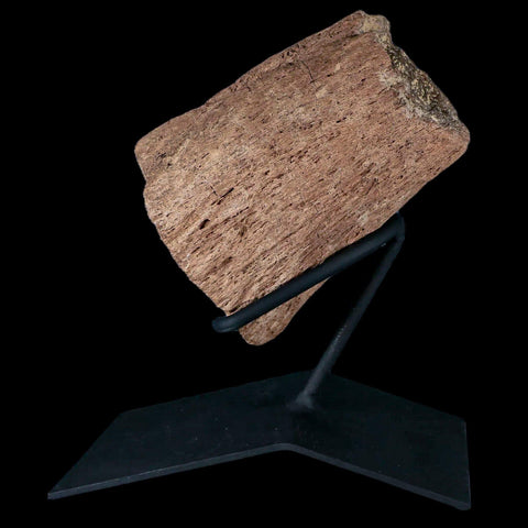 5" Triceratops Fossil Horn Section Lance Creek FM Cretaceous Dinosaur WY COA - Fossil Age Minerals
