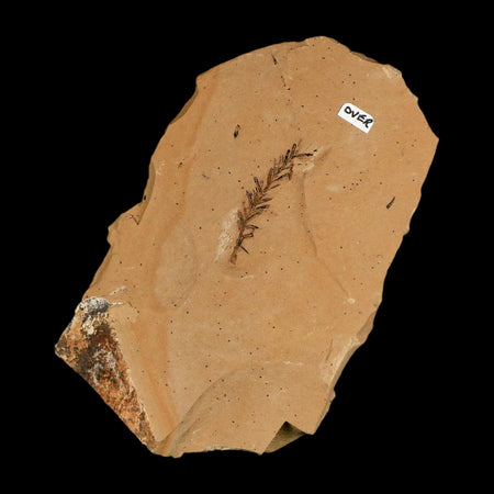 Two 2 Detailed Fossil Plant Leafs Metasequoia Dawn Redwood Oligocene Age MT COA