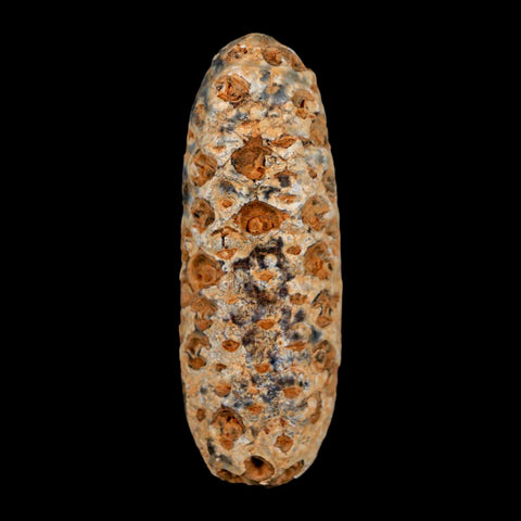 XXL 2.6" Fossil Pine Cone Equicalastrobus Replaced By Agate Eocene Age Seeds Fruit - Fossil Age Minerals