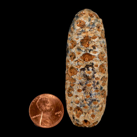 XXL 2.6" Fossil Pine Cone Equicalastrobus Replaced By Agate Eocene Age Seeds Fruit - Fossil Age Minerals