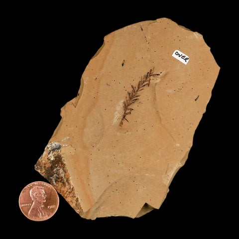 Two 2 Detailed Fossil Plant Leafs Metasequoia Dawn Redwood Oligocene Age MT COA - Fossil Age Minerals