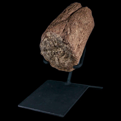 5" Triceratops Fossil Horn Section Lance Creek FM Cretaceous Dinosaur WY COA - Fossil Age Minerals