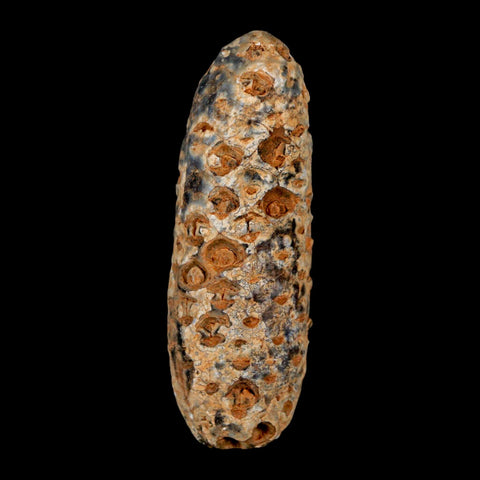 XXL 2.6" Fossil Pine Cone Equicalastrobus Replaced By Agate Eocene Age Seeds Fruit - Fossil Age Minerals