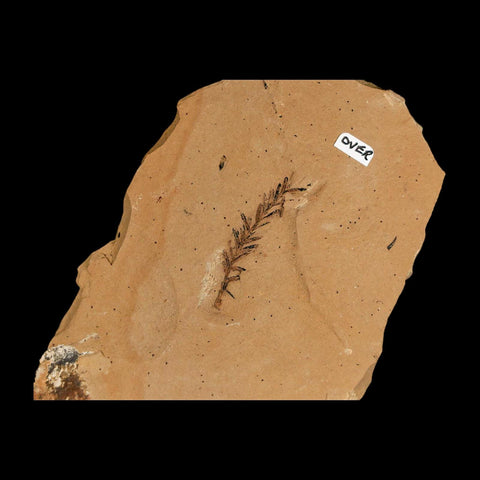 Two 2 Detailed Fossil Plant Leafs Metasequoia Dawn Redwood Oligocene Age MT COA - Fossil Age Minerals
