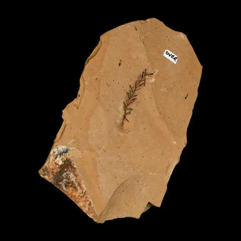 Two 2 Detailed Fossil Plant Leafs Metasequoia Dawn Redwood Oligocene Age MT COA - Fossil Age Minerals