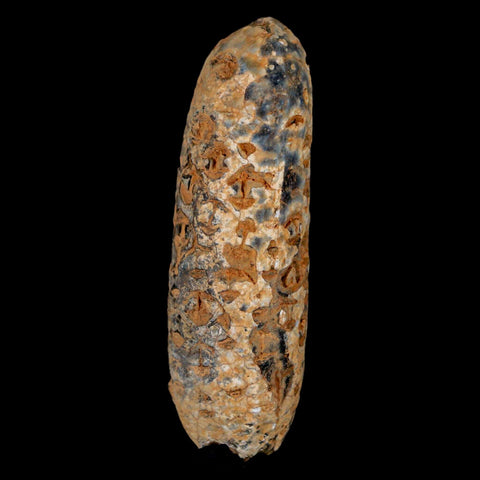 XXL 2.6" Fossil Pine Cone Equicalastrobus Replaced By Agate Eocene Age Seeds Fruit - Fossil Age Minerals