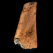 1.9" Pachycephalosaurus Fossil Rib Bone Cretaceous Dinosaur Lance Creek WY COA