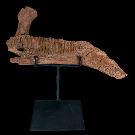 11.5" Rare Parasaurolophus Fossil Jaw Bone Cretaceous Dinosaur Montana COA Stand