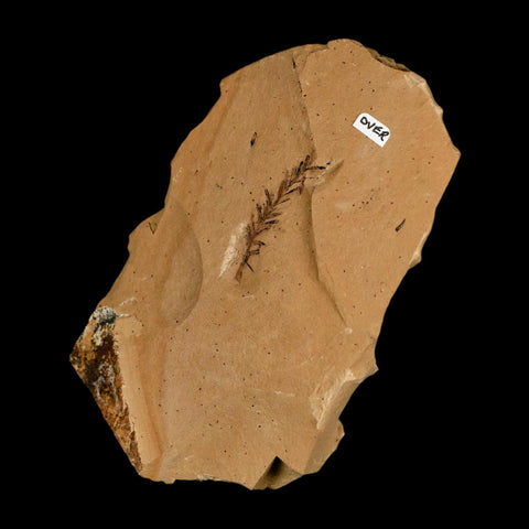 Two 2 Detailed Fossil Plant Leafs Metasequoia Dawn Redwood Oligocene Age MT COA - Fossil Age Minerals