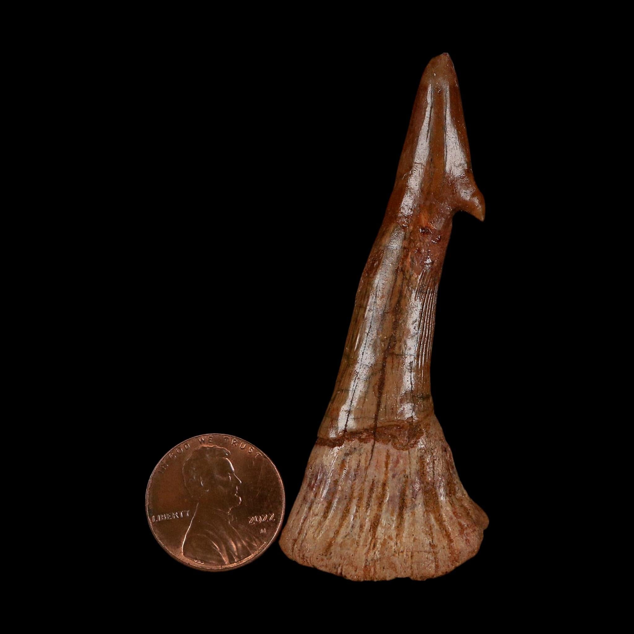 XL 2.7" Sawfish Fossil Tooth Barb Onchopristis Numidus Cretaceous Dinosaur Era COA
