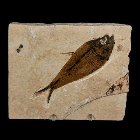 XL 4.3" Diplomystus Dentatus Fossil Fish Green River FM WY Eocene Age COA, Stand
