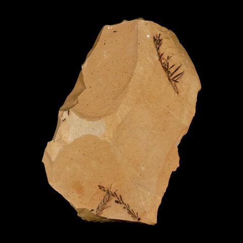 Two 2 Detailed Fossil Plant Leafs Metasequoia Dawn Redwood Oligocene Age MT COA - Fossil Age Minerals