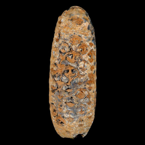 XXL 2.6" Fossil Pine Cone Equicalastrobus Replaced By Agate Eocene Age Seeds Fruit - Fossil Age Minerals