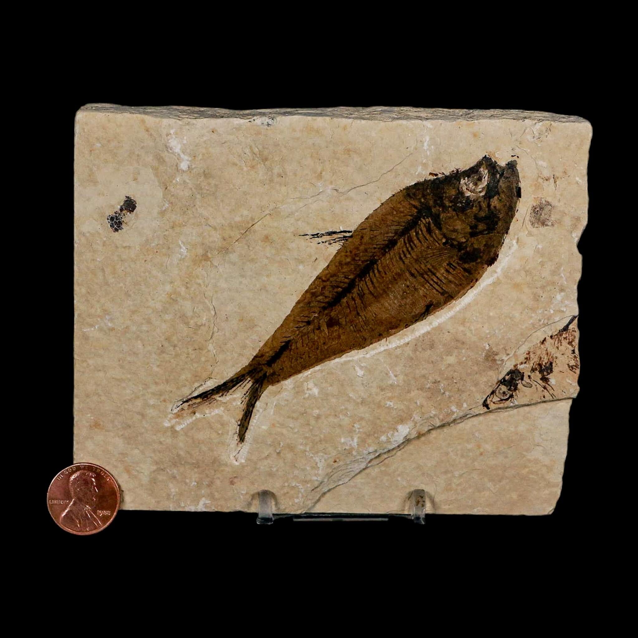 XL 4.3" Diplomystus Dentatus Fossil Fish Green River FM WY Eocene Age COA, Stand - Fossil Age Minerals