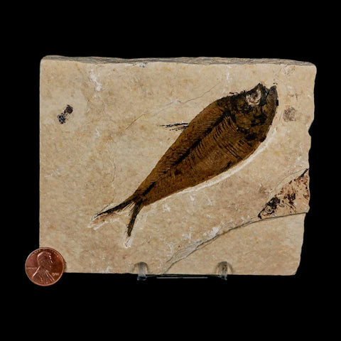 XL 4.3" Diplomystus Dentatus Fossil Fish Green River FM WY Eocene Age COA, Stand