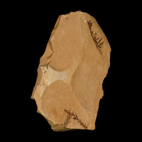 Two 2 Detailed Fossil Plant Leafs Metasequoia Dawn Redwood Oligocene Age MT COA - Fossil Age Minerals
