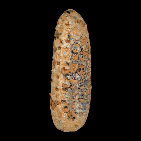 XXL 2.6" Fossil Pine Cone Equicalastrobus Replaced By Agate Eocene Age Seeds Fruit - Fossil Age Minerals