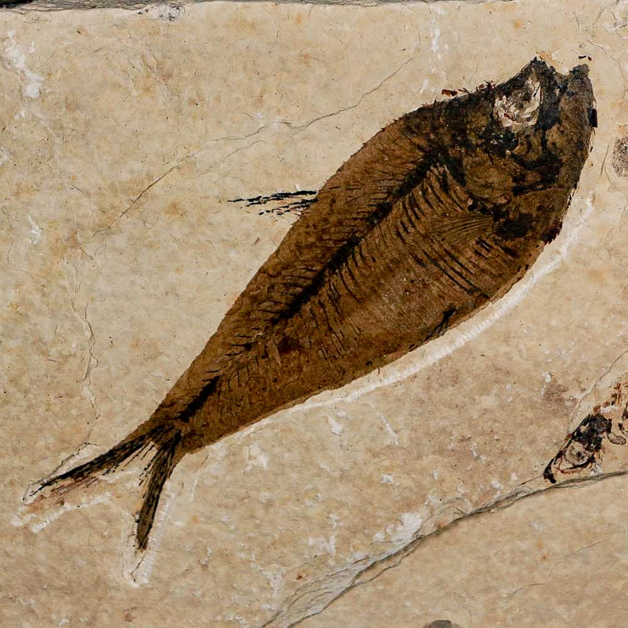 XL 4.3" Diplomystus Dentatus Fossil Fish Green River FM WY Eocene Age COA, Stand - Fossil Age Minerals