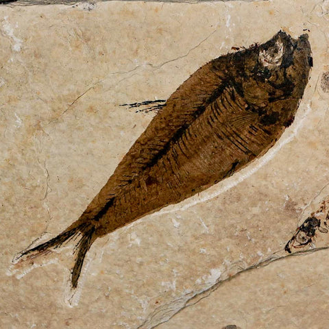 XL 4.3" Diplomystus Dentatus Fossil Fish Green River FM WY Eocene Age COA, Stand