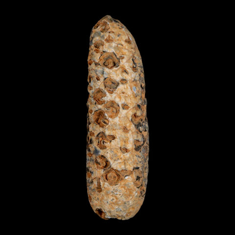 XXL 2.6" Fossil Pine Cone Equicalastrobus Replaced By Agate Eocene Age Seeds Fruit - Fossil Age Minerals