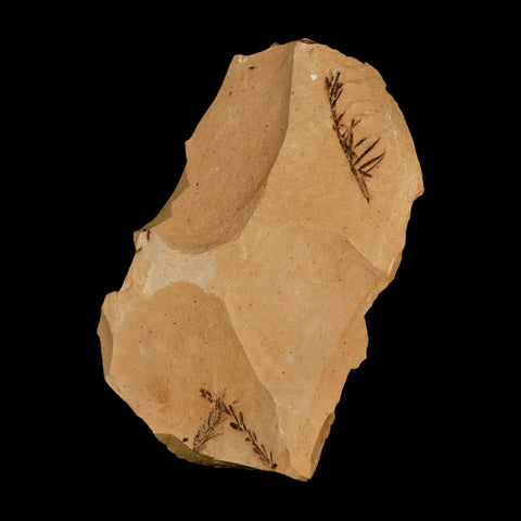 Two 2 Detailed Fossil Plant Leafs Metasequoia Dawn Redwood Oligocene Age MT COA - Fossil Age Minerals
