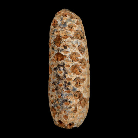 XXL 2.6" Fossil Pine Cone Equicalastrobus Replaced By Agate Eocene Age Seeds Fruit - Fossil Age Minerals