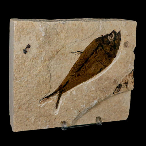 XL 4.3" Diplomystus Dentatus Fossil Fish Green River FM WY Eocene Age COA, Stand