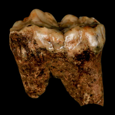 1.2" Extinct Cave Bear Ursus Spelaeus Incisor Tooth Rooted Pleistocene Age COA, Stand