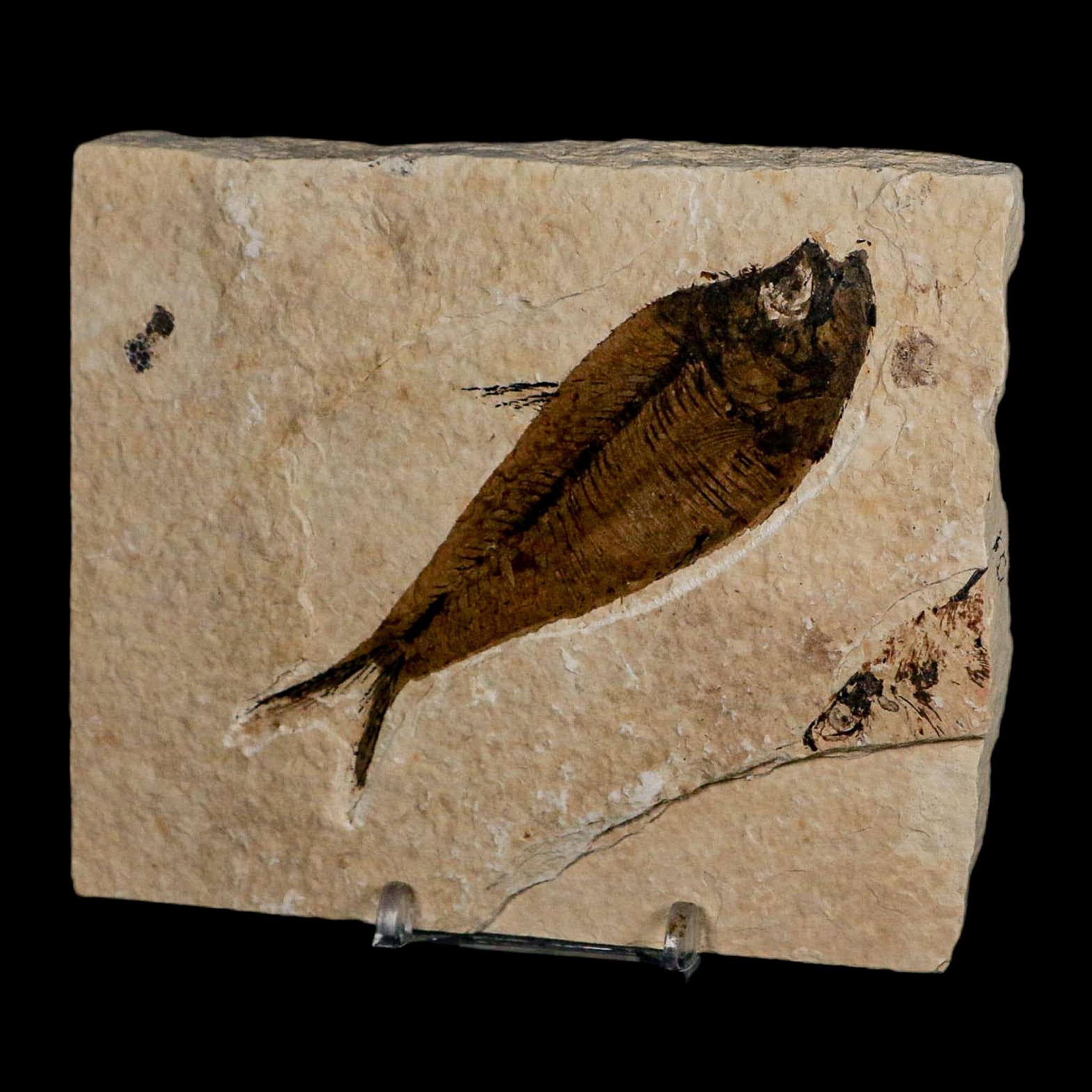 XL 4.3" Diplomystus Dentatus Fossil Fish Green River FM WY Eocene Age COA, Stand - Fossil Age Minerals