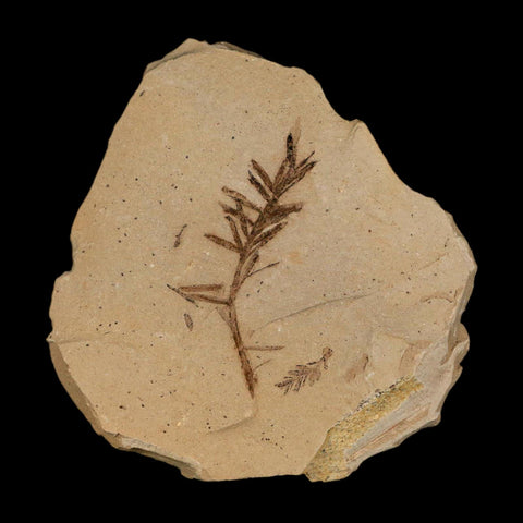 1.4" Detailed Fossil Plant Leafs Metasequoia Dawn Redwood Oligocene Age MT COA - Fossil Age Minerals
