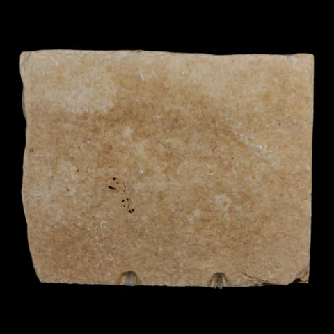 XL 4.3" Diplomystus Dentatus Fossil Fish Green River FM WY Eocene Age COA, Stand