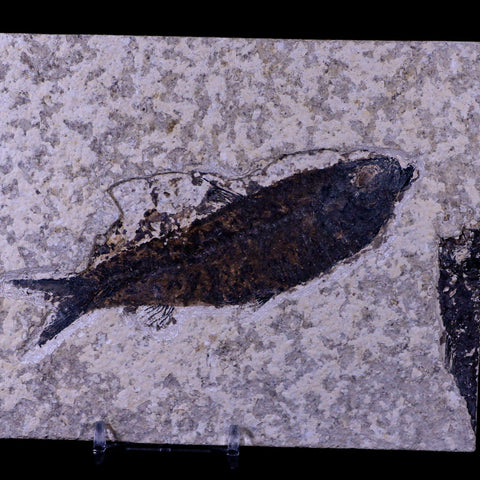 XL 4.8" Knightia Eocaena Fossil Fish Green River FM WY Eocene Age COA & Stand - Fossil Age Minerals