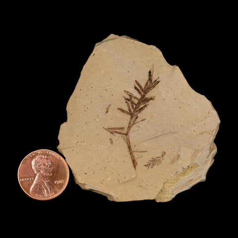 1.4" Detailed Fossil Plant Leafs Metasequoia Dawn Redwood Oligocene Age MT COA - Fossil Age Minerals