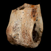0.7" Rare Raptor Fossil Toe Bone Judith River FM Cretaceous Dinosaur Montana COA
