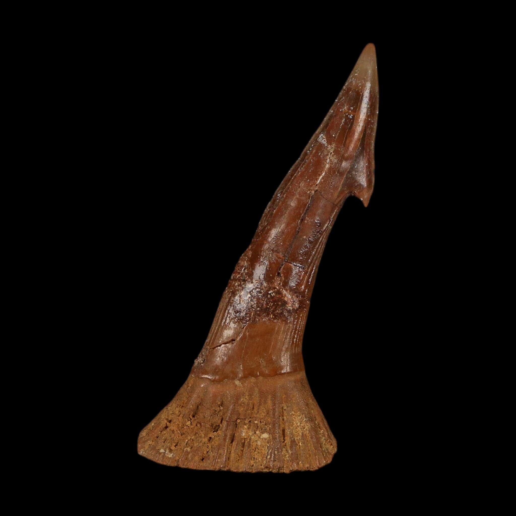 2.4" Sawfish Fossil Tooth Barb Onchopristis Numidus Cretaceous Dinosaur Era COA