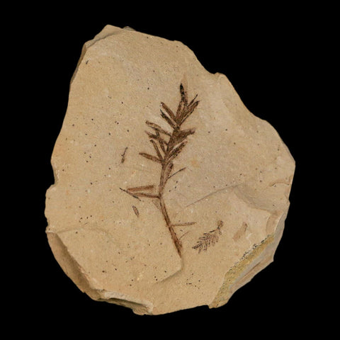 1.4" Detailed Fossil Plant Leafs Metasequoia Dawn Redwood Oligocene Age MT COA - Fossil Age Minerals