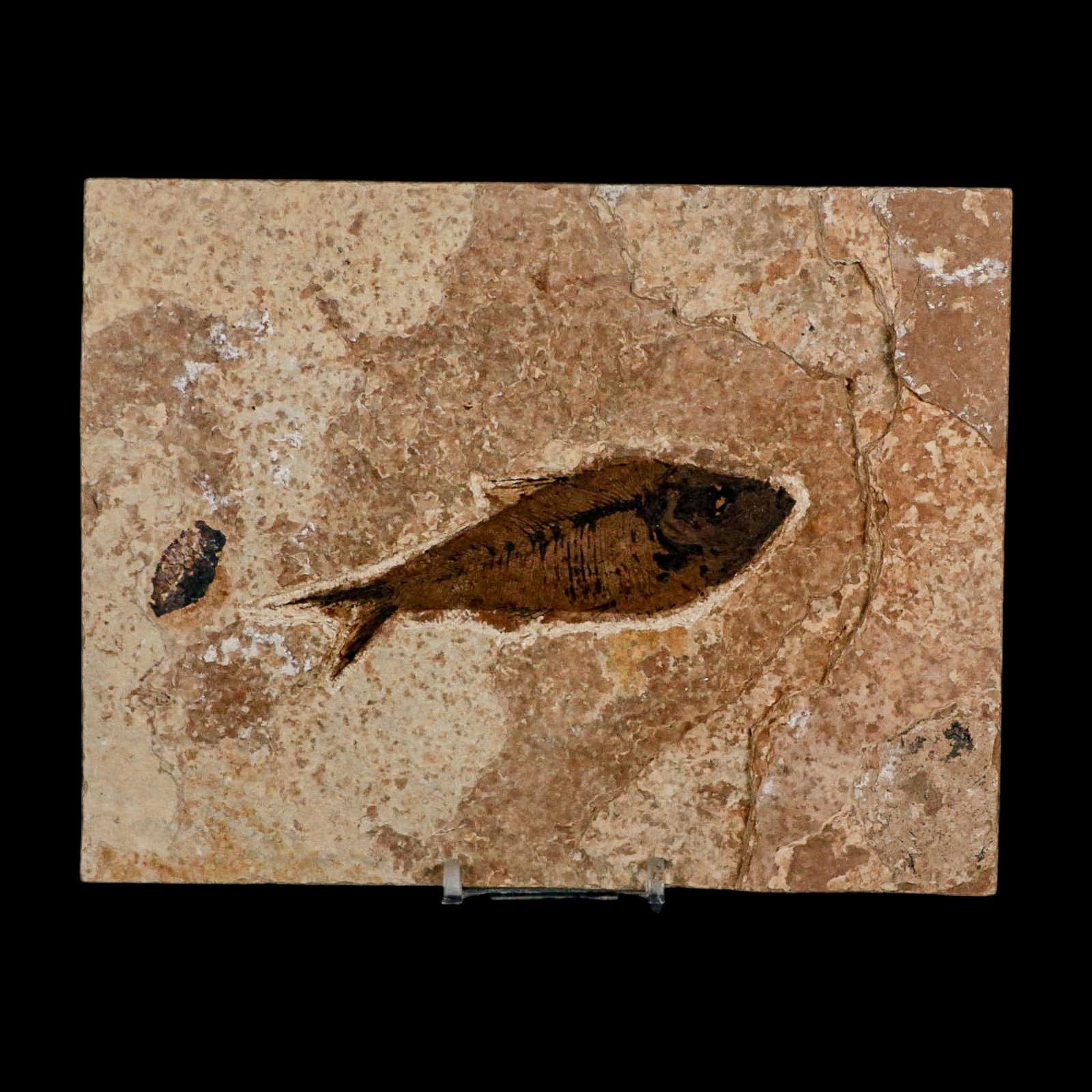 XL 4.2" Diplomystus Dentatus Fossil Fish Green River FM WY Eocene Age COA, Stand - Fossil Age Minerals