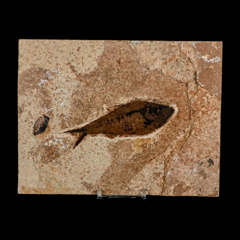 XL 4.2" Diplomystus Dentatus Fossil Fish Green River FM WY Eocene Age COA, Stand