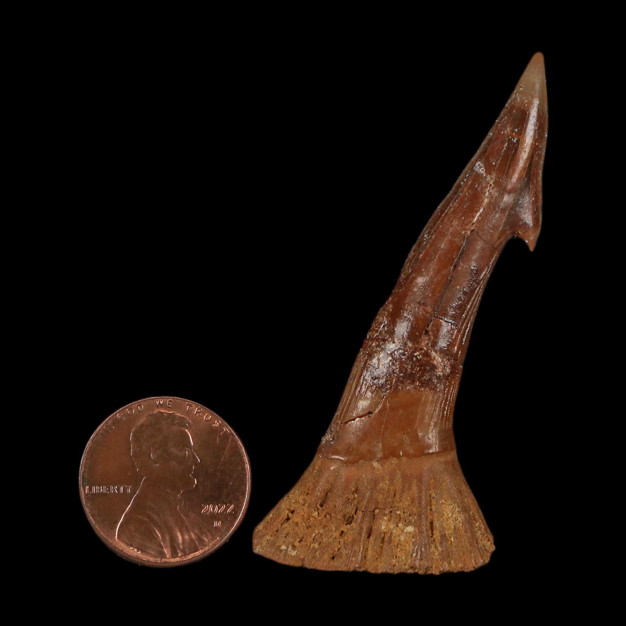 2.4" Sawfish Fossil Tooth Barb Onchopristis Numidus Cretaceous Dinosaur Era COA