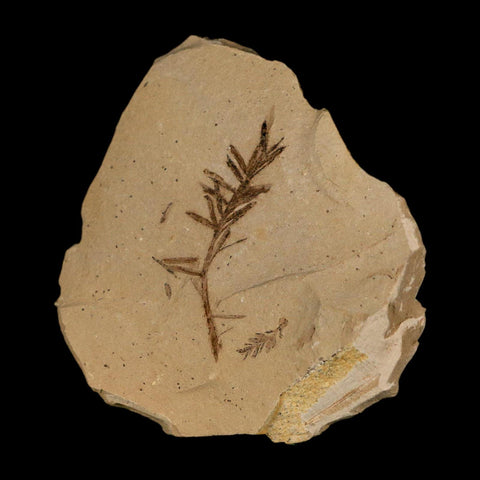 1.4" Detailed Fossil Plant Leafs Metasequoia Dawn Redwood Oligocene Age MT COA - Fossil Age Minerals